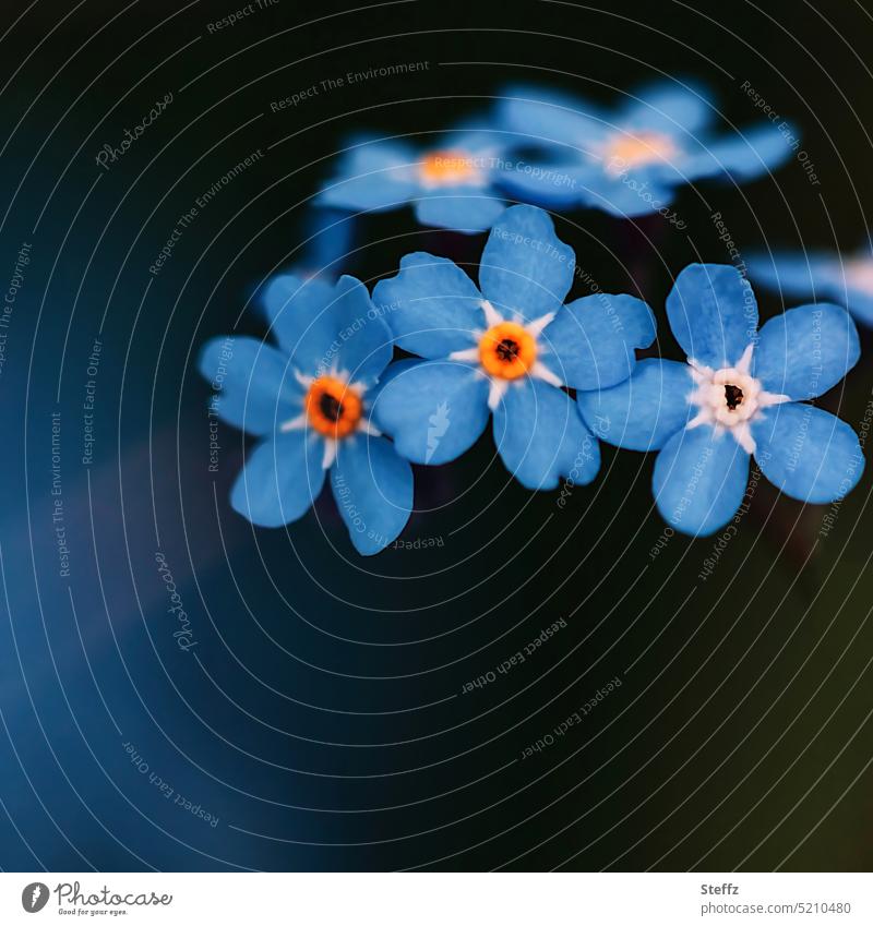 Forget-me-not unforgettable Forget-me-not flowers spring flowers spring blossoms Spring flowering plant Spring Flowering petals come into bloom Garden plants