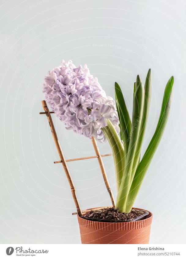 Beautiful flowering hyacinth in flowerpot. Vertical crop. Close up. blooming gardening vertical springtime growing purple color botanical petal season fresh