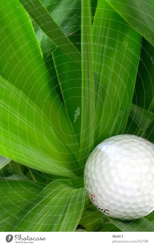 Morning hour has golf in its mouth Plant Palm tree Leaf Green Flower Playing Thread Golf Ball putt
