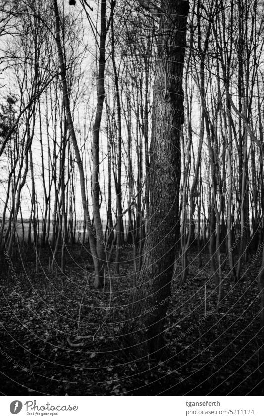 Forest in winter Winter Bleak bare trees Tree trunk Tree trunk in the foreground Nature Environment Exterior shot Sky Cold Deserted Landscape Gray Winter's day