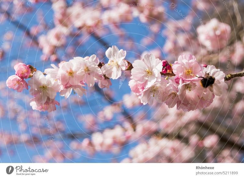 Earth Color Flower Blossoms Wallpaper