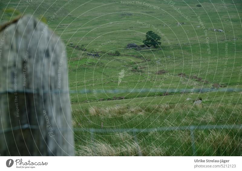 Farm ruin in the hills of Wales behind a fence Ruin green hills Green Fence Rural Meadow Willow tree Agriculture Landscape Hill Grass Grassland Fence posts Pole