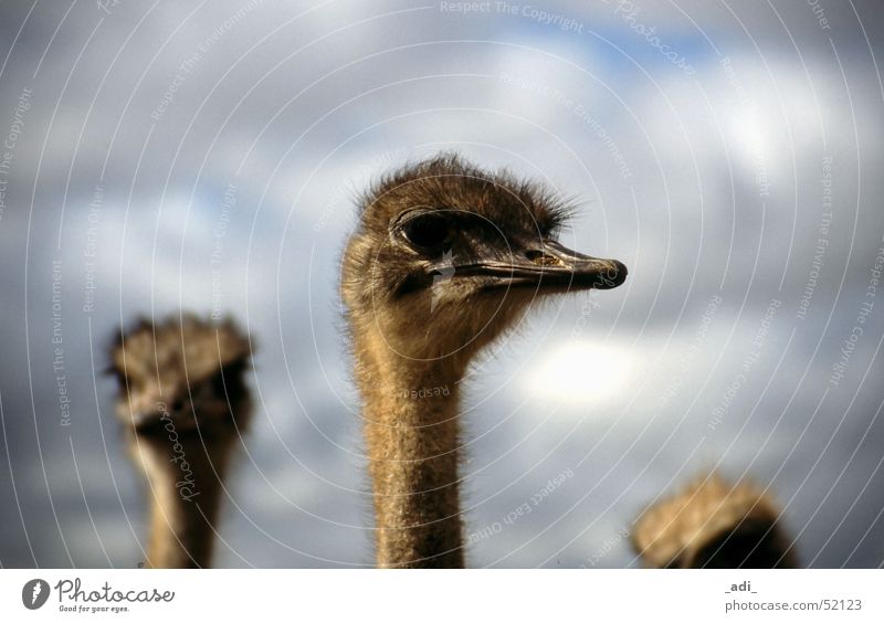Ostrich Portrait South Africa Bird Far-off places Animal Bouquet
