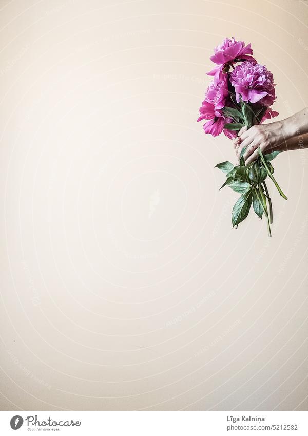 Hands holding peonies Peonies romantic flower pink Pink bloom blossom flowers peony beautiful spring bouquet floral pastel bunch nature love background white