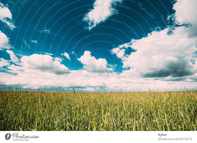 Countryside Rural Field Landscape With Young Wheat Sprouts In Spring Sunny Day. Agricultural Field. Young Wheat Shoots agricultural agriculture beautiful
