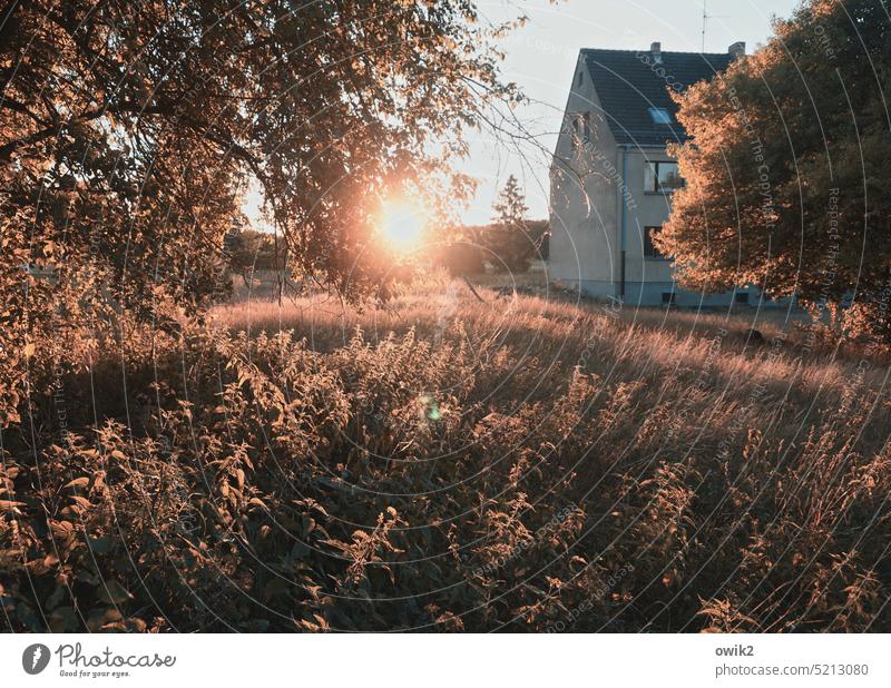 Shortly before Landscape Nature Environment Horizon Sun Summer Bushes Tree Grass Warmth Building Village House (Residential Structure) Stinging nettle