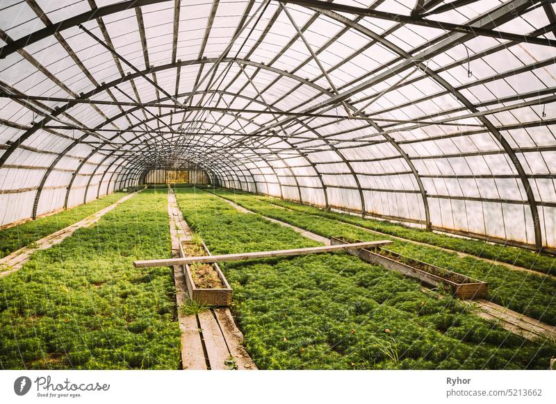 Small Green Sprouts Of Plants Pines Trees Growing From Soil In wooden plant box In Greenhouse Or Hothouse europe belarus Berezinsky Biosphere Reserve nature