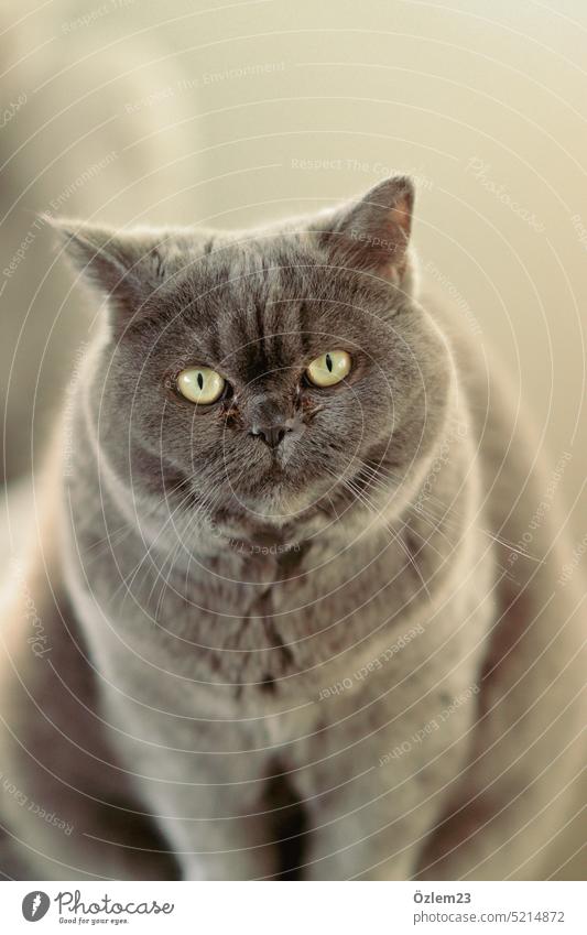 Cat with green eyes looks at camera Cat eyes feline Cat's head fluffy Green Animal Animal portrait Deserted Colour photo Bird's-eye view Pet Looking