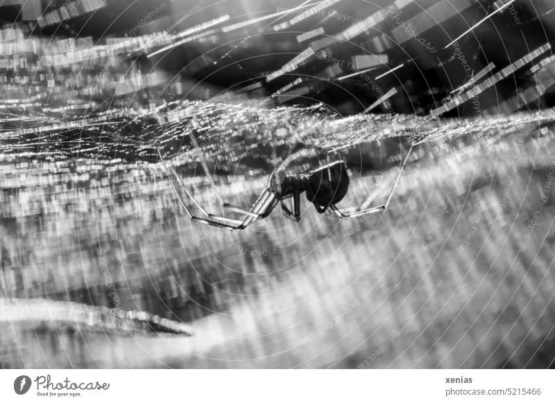 Macro shot in b&w : Baldachin spider in web with back light Animal Spider Net Spider's web Canopy spider Macro (Extreme close-up) Shallow depth of field Nature
