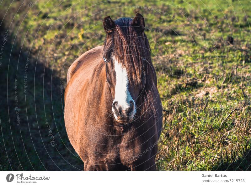 A brown horse in the middle of a pasture facing the camera. A horse with blue-blue eyes and bangs blowing in the morning wind, in the glow of the morning sun's rays.