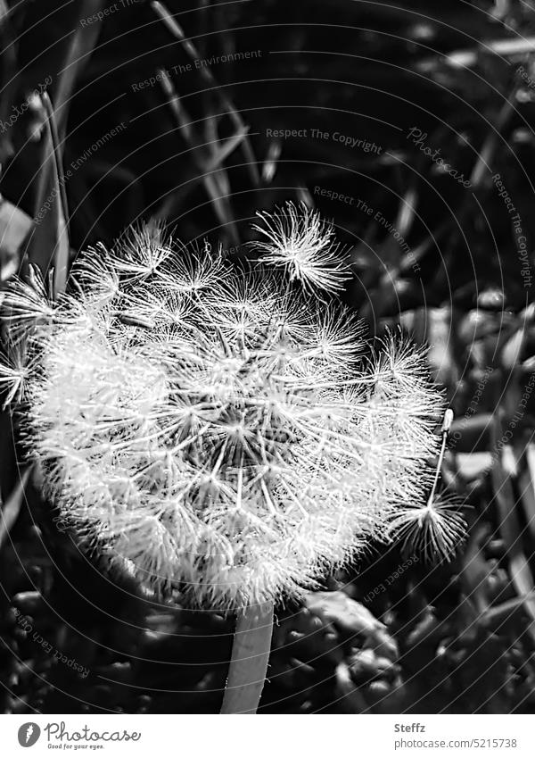 Dandelion | ready to wish | just a breeze © dandelion Easy wish fulfilment Desire Breeze Ease Utopia Wishful thinking plant seeds Wild plant Weed