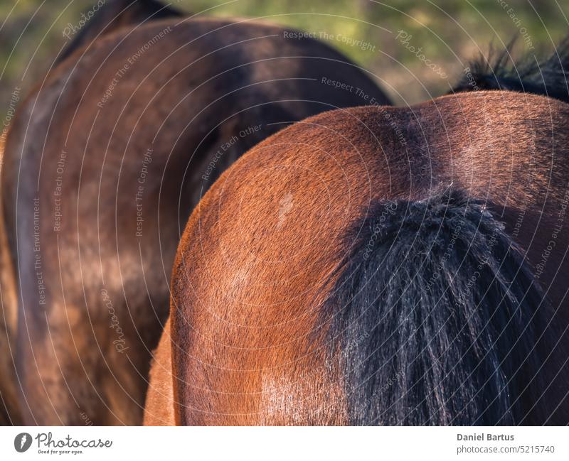 Close-up of a brown mare's rump agriculture animal animal farm back background barn beautiful black buttocks close up closeup color cute detail equestrian