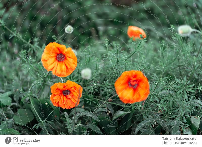A poppy is a flowering plant in the subfamily Papaveroideae of the family Papaveraceae. Poppies are herbaceous annual, biennial or short-lived perennial plants. Some species are monocarpic, dying after flowering