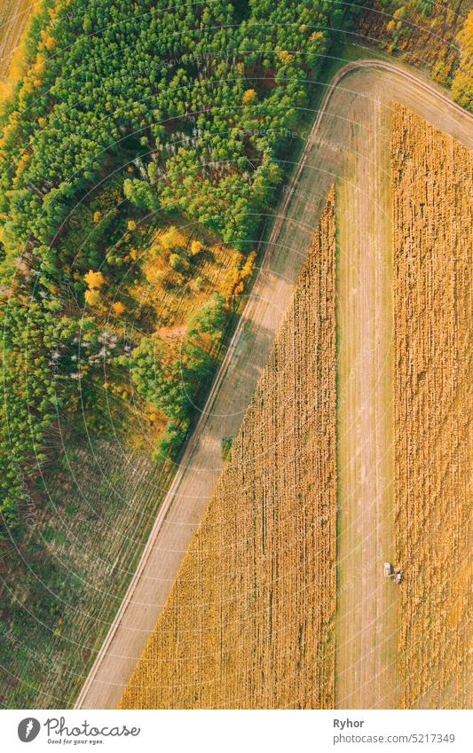 Aerial View Of Rural Landscape. Combine Harvester And Truck Working Together In Field, Collects Seeds. Harvesting Of Wheat In Autumn. Agricultural Machine Collecting Golden Ripe. Birds-eye Drone View