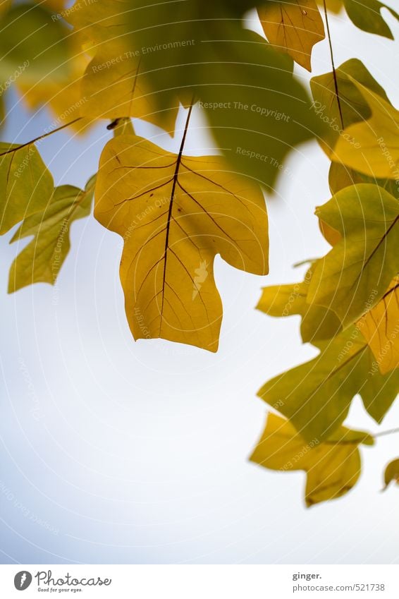 Quite typical autumn picture Environment Nature Plant Sky Autumn Climate Weather Beautiful weather Tree Leaf Blue Brown Yellow Green Bright Translucent Rachis