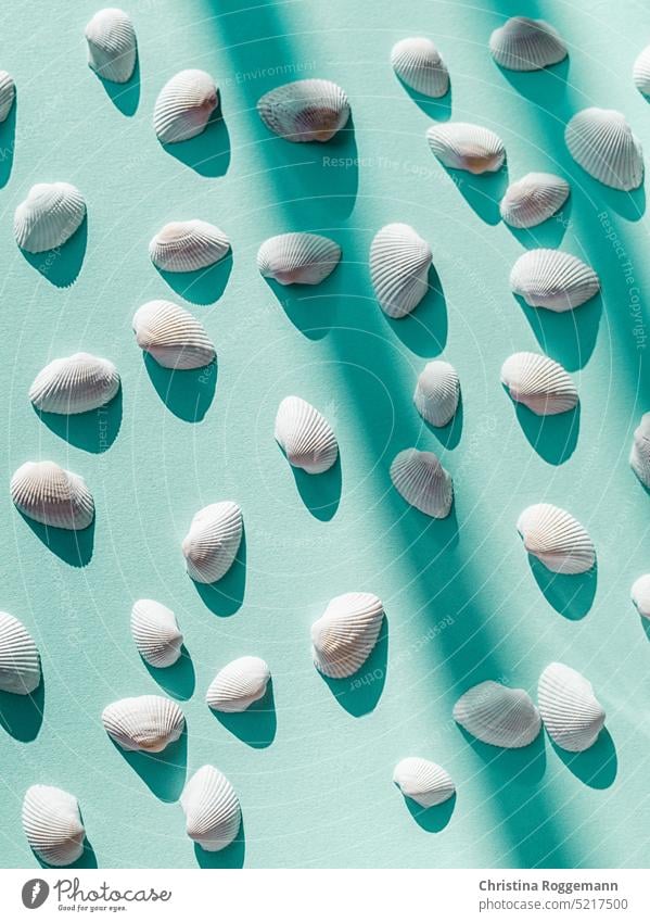 White seashells on a turquoise background Summer Summertime Summery Summer feeling Summer vacation Beach life Beach vacation Vacation mood Vacation & Travel