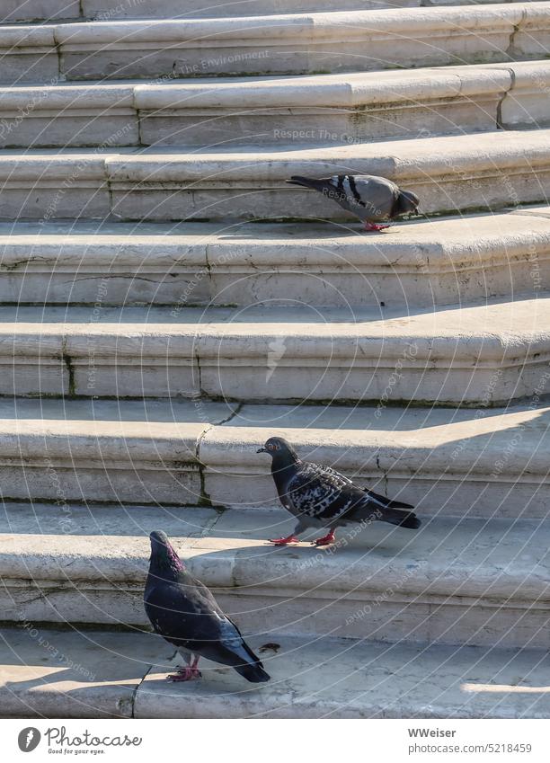 The pigeons look for crumbs on the steps of the old staircase Town birds Feed Stairs stepping Bird Pigeon Exterior shot Manmade structures Light Shadow Corner