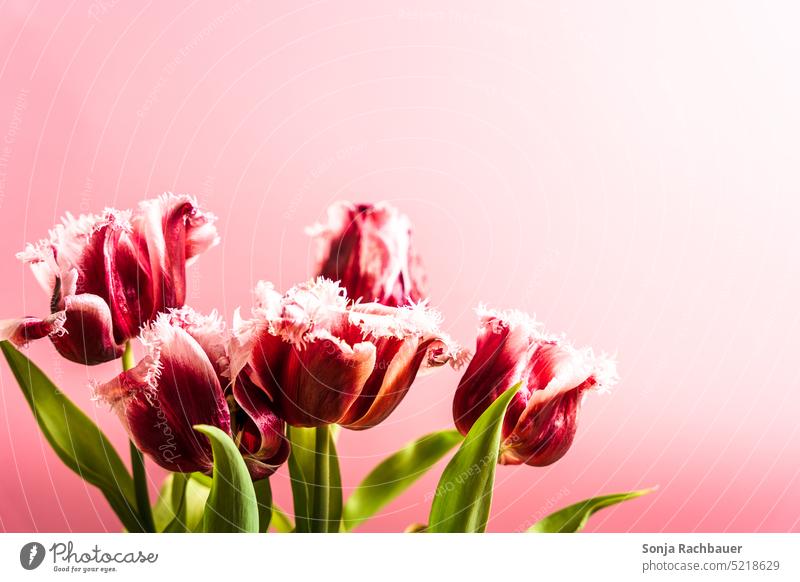Fresh tulips against a pink background. Spring Tulip Still Life Bouquet Blossom Blossoming Flower Bright Tulip blossom Colour photo Plant Green Pink Leaf Nature