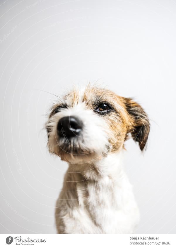 Dogs Heads On White Background Royalty-Free Images, Stock Photos