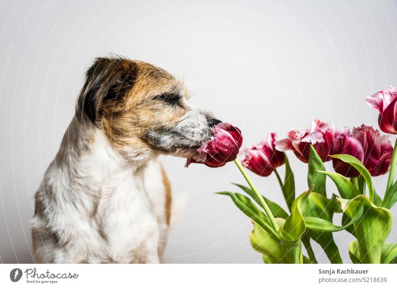 A terrier dog smells a pink tulip Dog Terrier Pet Animal Tulip Animal portrait Love of animals sniff Spring Studio shot Cute Colour photo Curiosity Joy