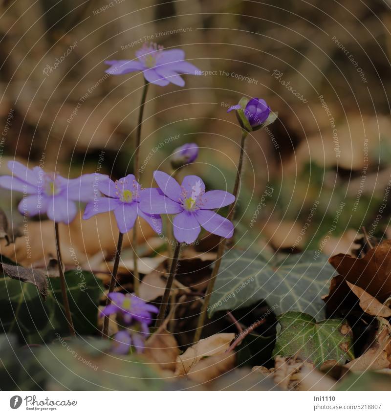 liverwort Spring Flower a Royalty Free Stock Photo from Photocase