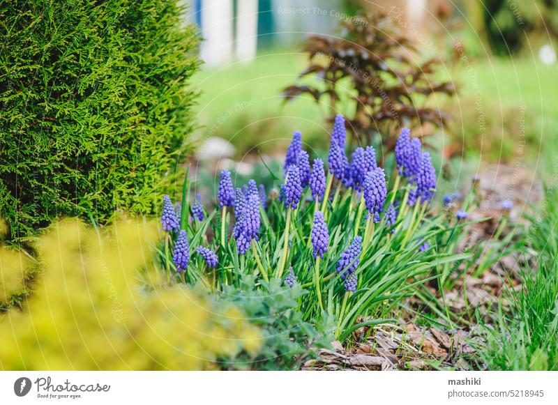 Grapehyacinth Muscari Poster for Sale by JKArts  Redbubble