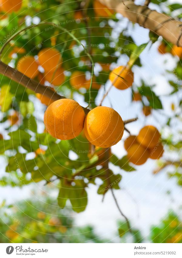 Juicy oranges on the tree in Morocco food fruits orange fruits outdoor juicy fresh harvest hanging leafs closeup foliage plantation leaves mandarin tangerine