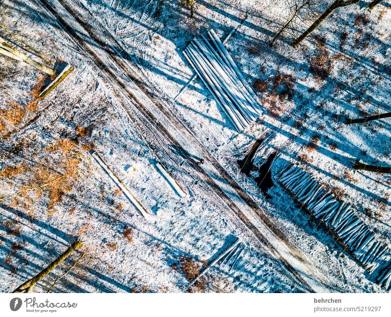 shadow play Tree trunk tree trunks Shadow Bird's-eye view from on high drone Sunlight Branches and twigs Colour photo Dreamily Winter walk Snowscape
