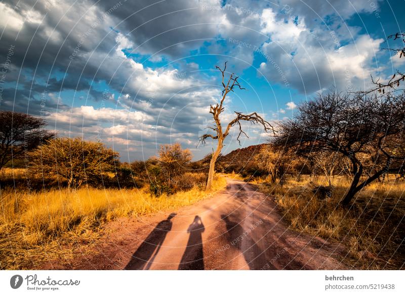 sunshine stories Waterberg Warmth Tree Exterior shot Africa Namibia Landscape Far-off places Wanderlust Vacation & Travel Sunlight Dusk especially Gorgeous Sky