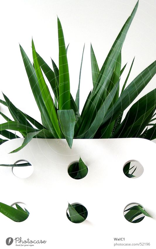 Punched 05 Armchair White Hollow Plant Leaf Palm tree Green Thread Wall (barrier) Wall (building) Backrest Blanket Point