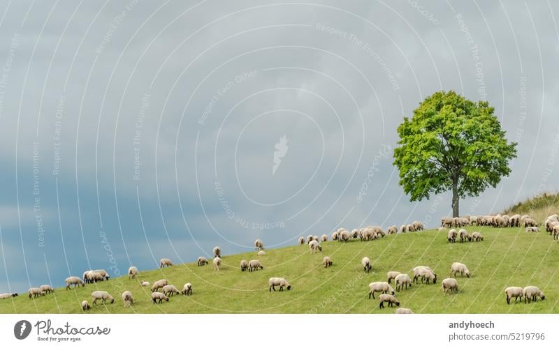 A flock of sheep on a hill with a tree and cloudy background agriculture animal animals beautiful clouds copy space country countryside eating environment