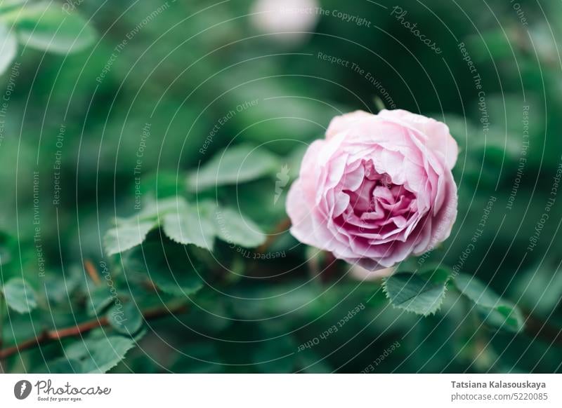 Flower of pink English rose on the background of green foliage flower blossom garden bloom flora shrub english rose Spirit of Freedom hybrid nature plant