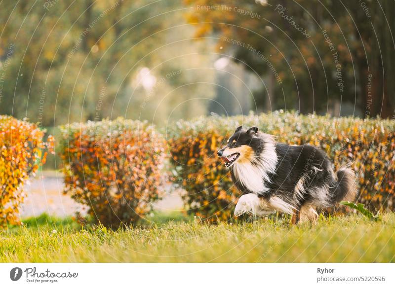 Tricolor Rough Collie, Funny Scottish Collie, Long-haired Collie, English Collie, Lassie Dog Running Outdoors In Autumn Park Colley Long-Haired Collie animal