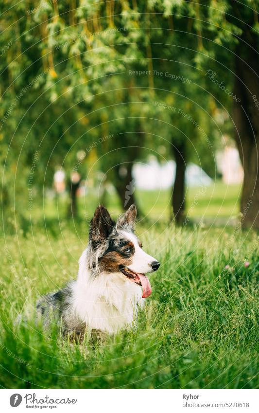 Funny Blue Merle Cardigan Welsh Corgi Dog Sitting In Green Summer Grass Under Tree Branches In Park. Welsh Corgi Is A Small Type Of Herding Dog That Originated In Wales