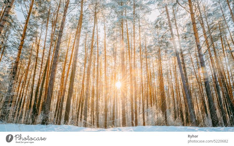 Beautiful Sunset Sunrise Sun Sunshine In Sunny Winter Snowy Coniferous Forest natural snow sunlight russia cold pine orange sunset bright snowy forest yellow