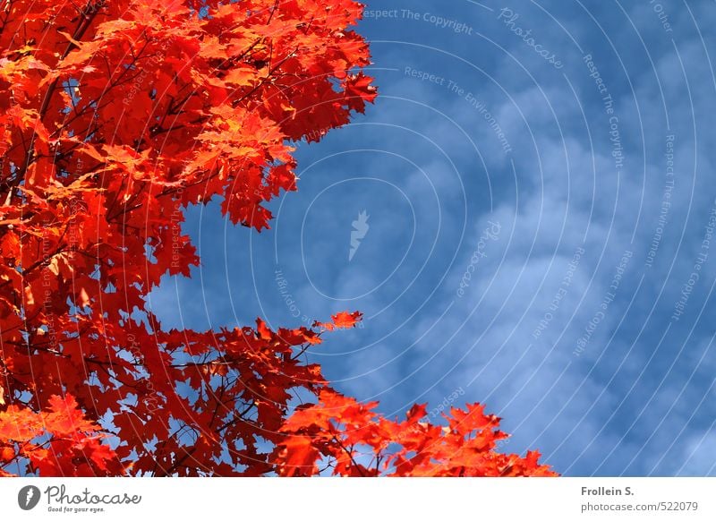 Plant | Oranje Nature Sky Clouds Autumn Beautiful weather Tree Maple tree Natural Blue Orange Indian Summer Gaudy Colour photo Exterior shot Deserted