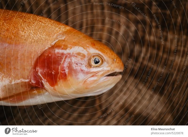 Big Fish in the Fishing Net Stock Photo - Image of head, closeup