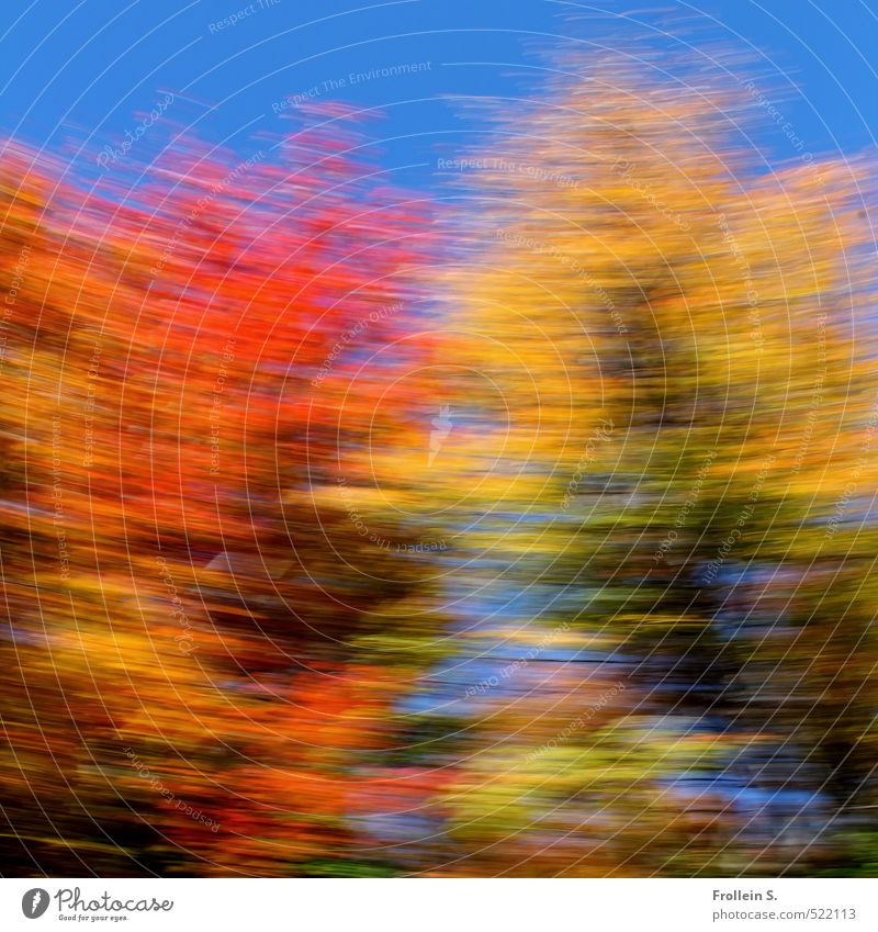 Dance | Indian Summer Dance Cloudless sky Autumn Beautiful weather Tree Leaf foliage Maple tree Forest Edge of the forest Rotate Wild Blue Multicoloured Yellow