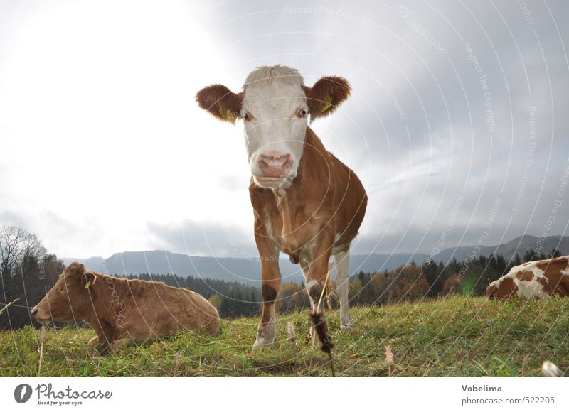 cow Agriculture Forestry Clouds Animal Farm animal Cow 3 Curiosity Colour photo Exterior shot Deserted Copy Space left Copy Space right Copy Space top Day