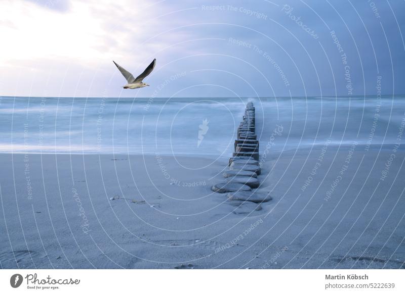 Composing at the Baltic Sea with groyne and long exposure. In the sky a seagull. Composition graphic fantasy composed idea baltic ocean blue hour fly horizon