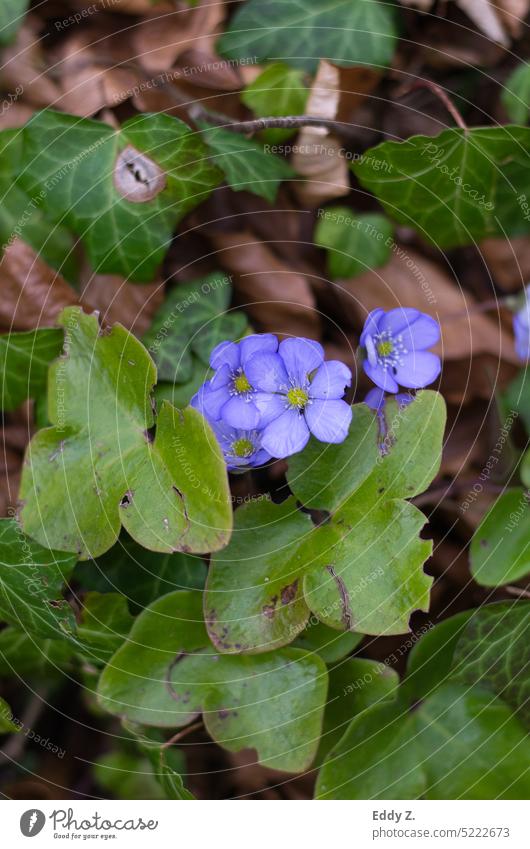 Liverwort, flower in purple, blue color common liverwort Hepatica nobilis anemone hepatica Flower Blue blue purple floral Green Nature Blossom Plant Spring