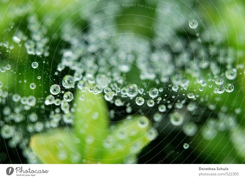 drizzle Nature Animal Drops of water Autumn Rain Plant Spider Water Line Knot Net Network Breathe Glittering Illuminate Esthetic Cold Wet Natural Green Silver