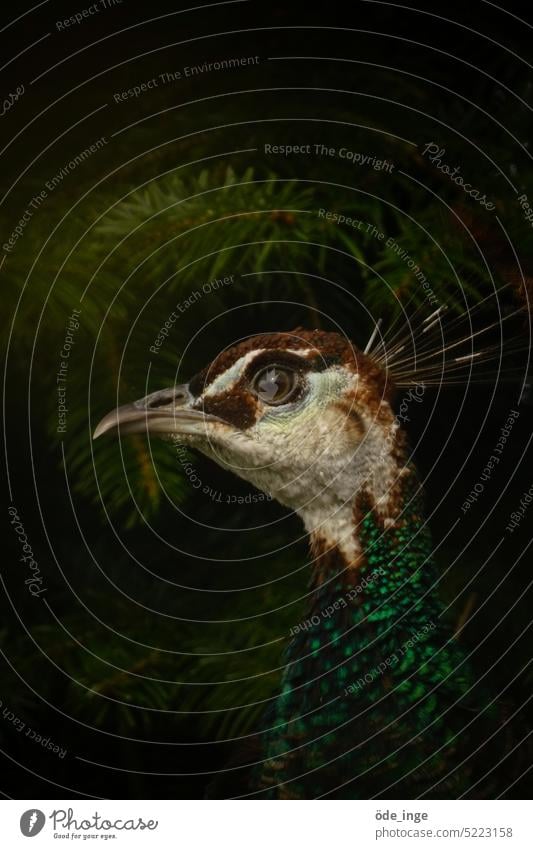 Jürgen Peacock Bird Animal pretty Animal portrait