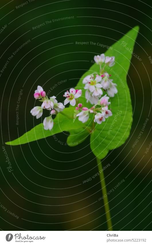 vernally Flower Green Leaf Pink pink Delicate Small Plant Nature Blossom Blossoming pretty naturally Colour photo Garden Spring Blossom leave Exterior shot