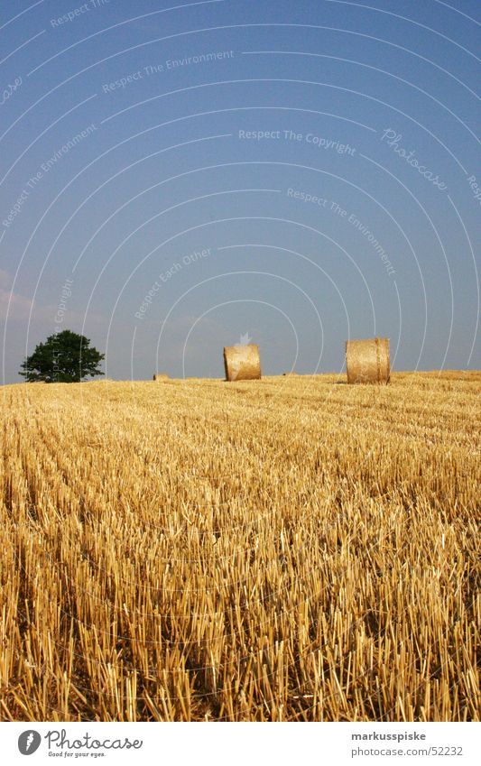 harvest Field Agriculture Straw Bale of straw Tree Yield Wheat Harvest Sun Sky Grain