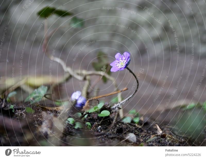 The small liverwort bends towards the light, quite elegantly in front of an ivy vine. Radiant purple, it stands out against the gray background and the ground.