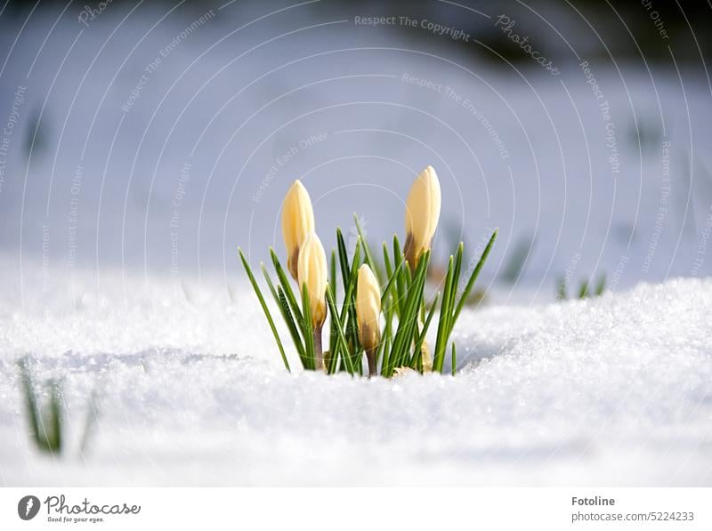 Spring bravely fights against snow and winter. He sends forward small yellow crocuses, which are lovingly kissed by the sun and displace the snow. Crocus
