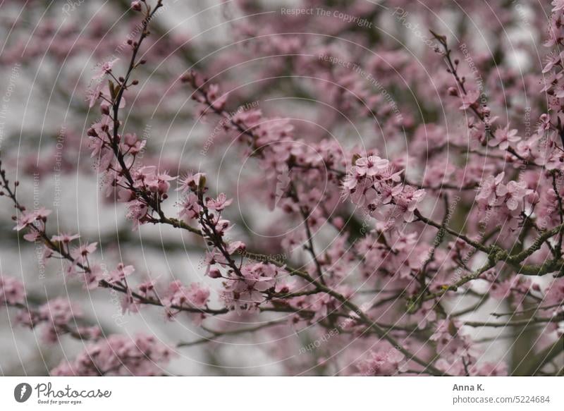 Spring awakening in pink Almond blossom Pink Spring fever spring awakening Spring day Blossoming spring feeling rosaceous plant Nature Exterior shot