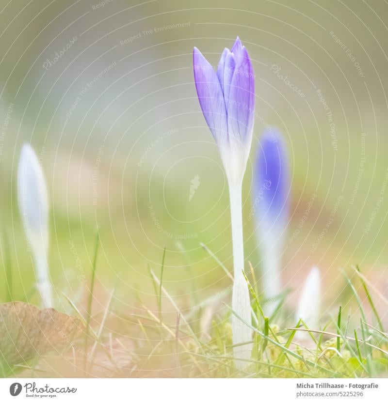 Blooming crocuses on the meadow Crocus Flower Blossom Stalk Meadow Grass Leaf Blossom leave Blossoming Spring heralds of spring Spring flower