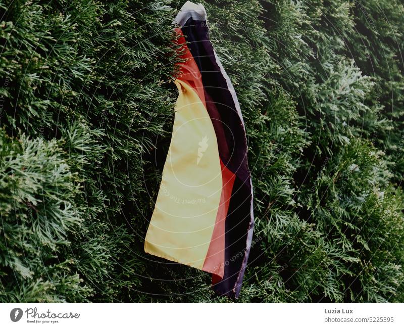 black red gold - Germany flag in front of thuja hedge Thuja thuja jacket Green German flag Ensign Patriotism Wind Red Gold black-red-gold Black Flag German Flag